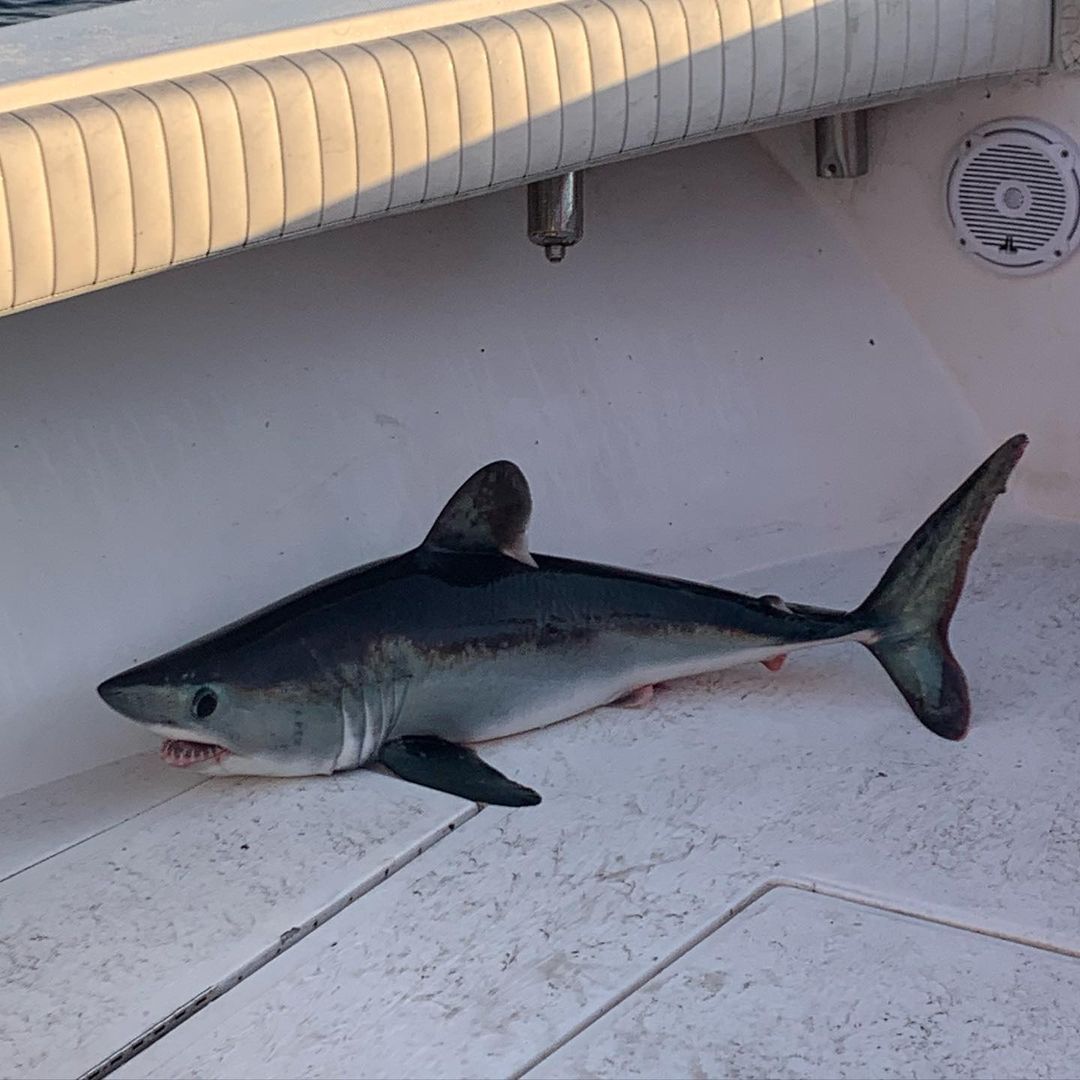 Cape Cod Offshore Shark Fishing Charter - Atlantic, Ocean fishing Offshore