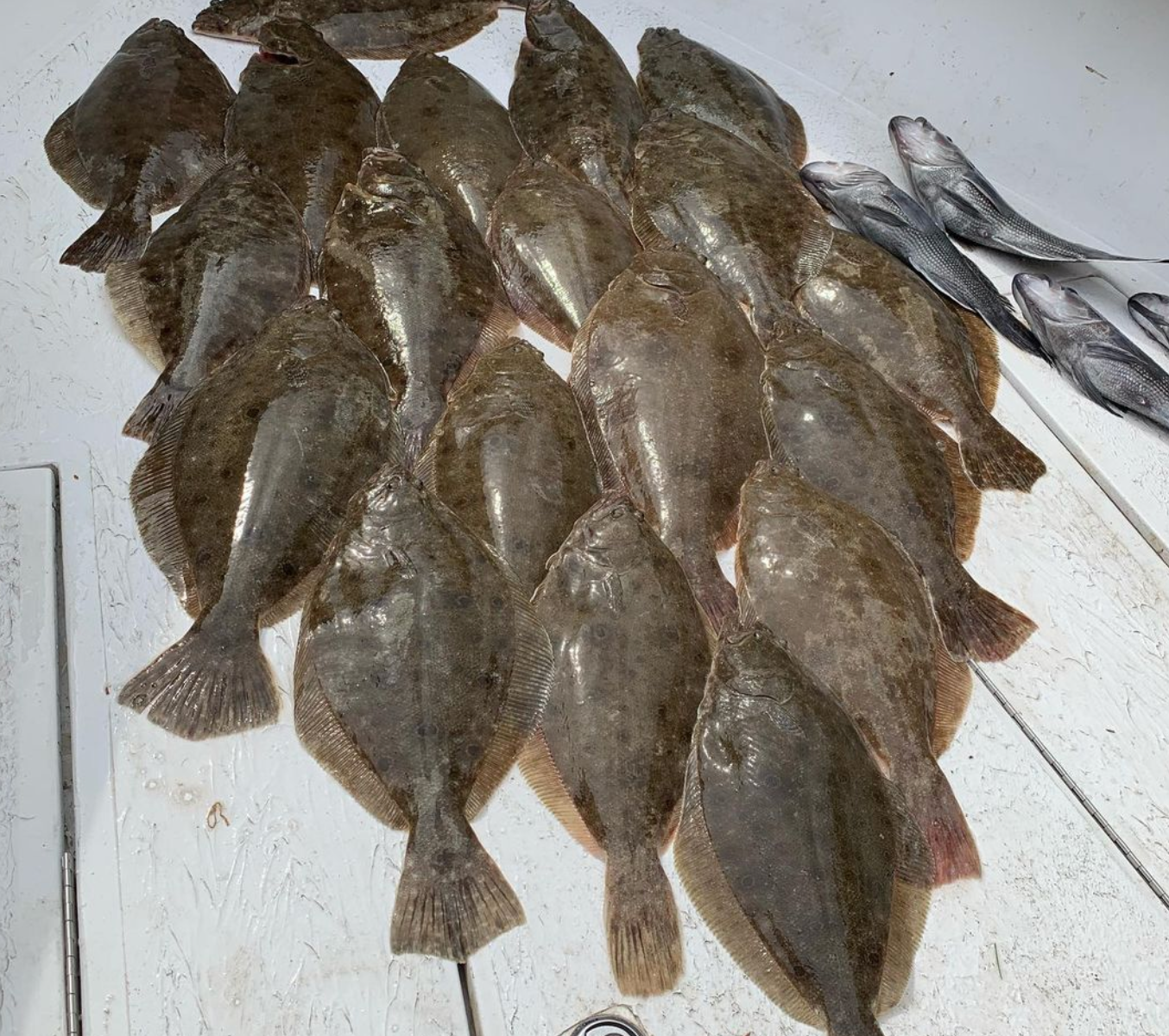 Cape Cod Offshore Flounder Charter - Atlantic, Ocean fishing Inshore