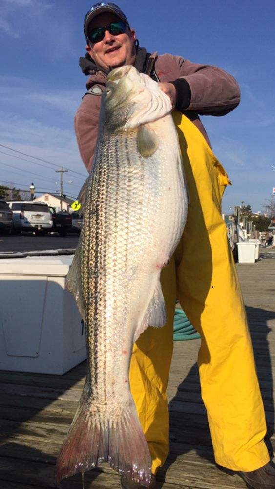Trophy Striped Bass