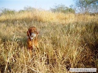 CL Guide Service Corpus Christi Quail Hunting hunting Bird hunting