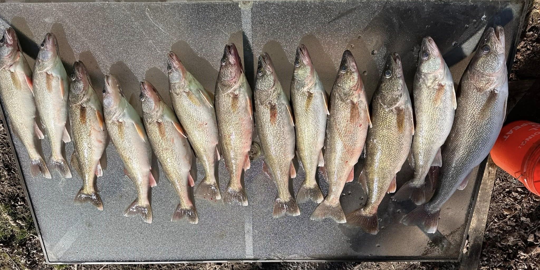 Expert-Guided Lake Erie Walleye Charter