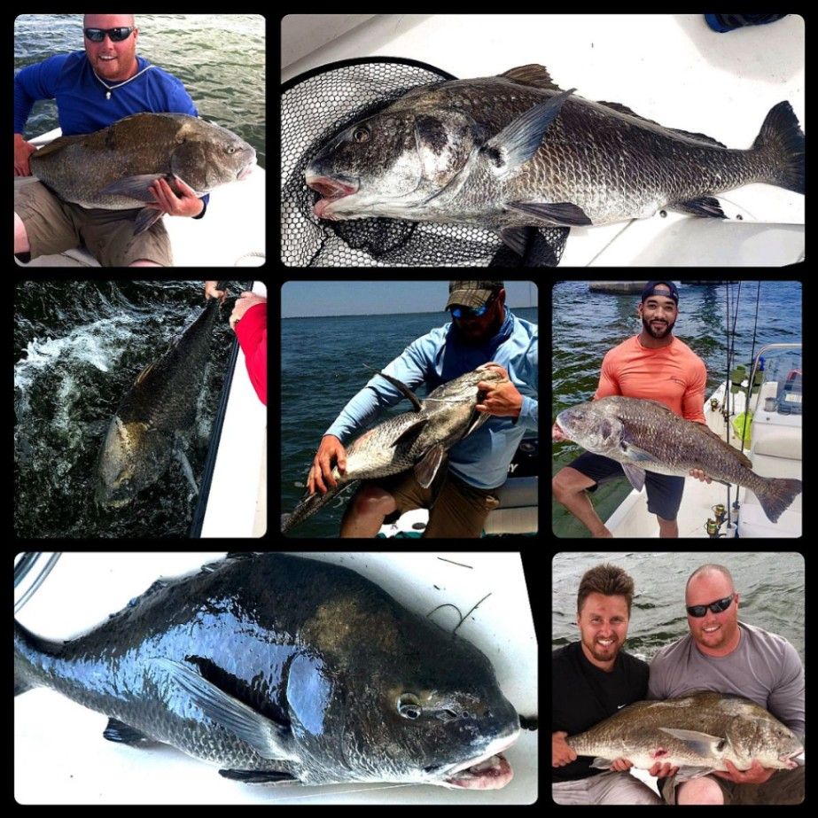 Huge Black Drum Fishing In Florida