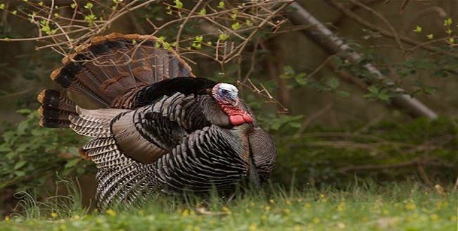 Cast And Blast Guide Service Turkey Hunting New Hampshire hunting Bird hunting