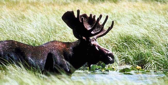 Cast And Blast Guide Service Moose Hunting New Hampshire hunting Active hunting