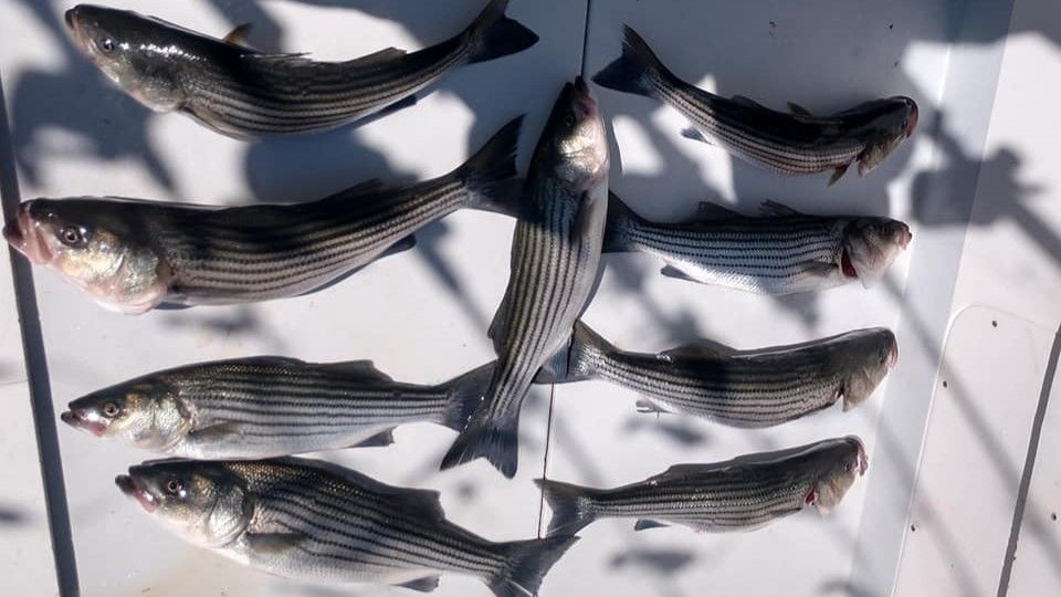 Striped Bass Fishing on Chesapeake Bay | 6-Hour Trip