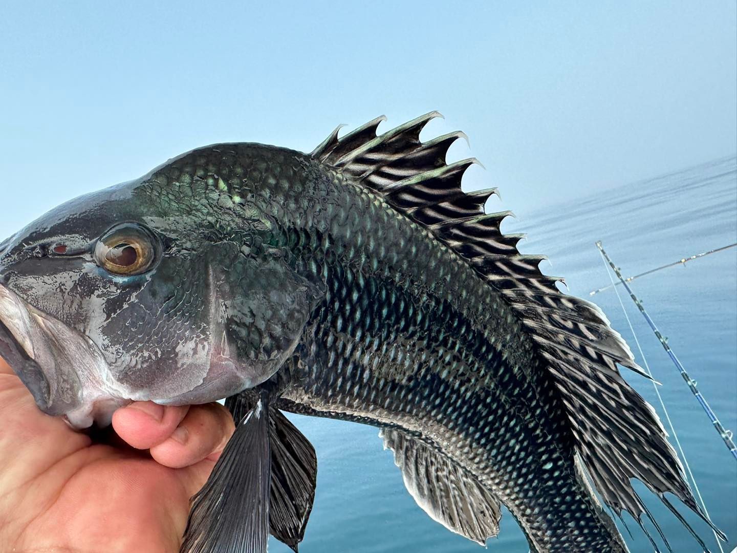 North Carolina Fishing Report: Stay Informed, Reel 'Em In!