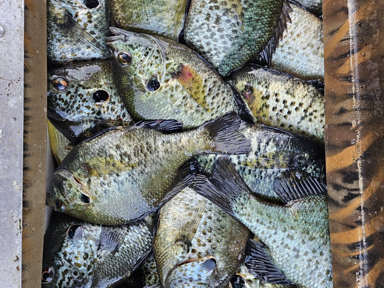 Expert-Guided Lake Seminole Fishing with Butch Odom