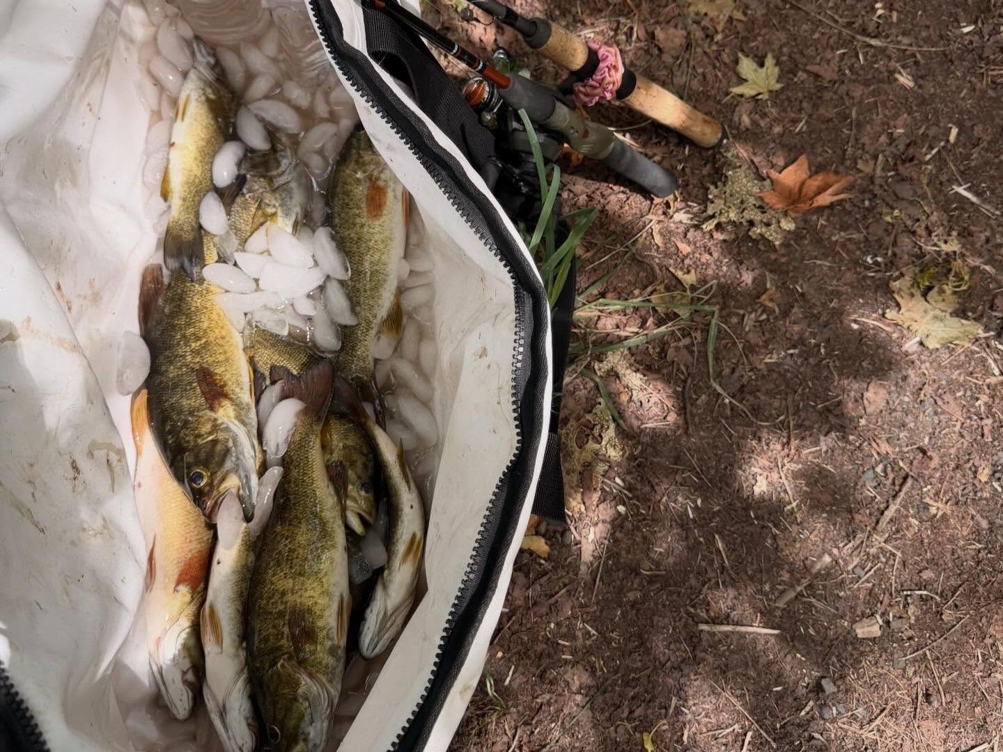 Full-Day Smallmouth Bass Bank Fishing