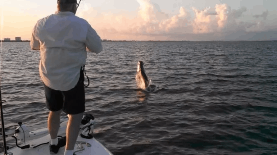Trophy tarpon caught on 10 lb. Test  in Stuart, FL