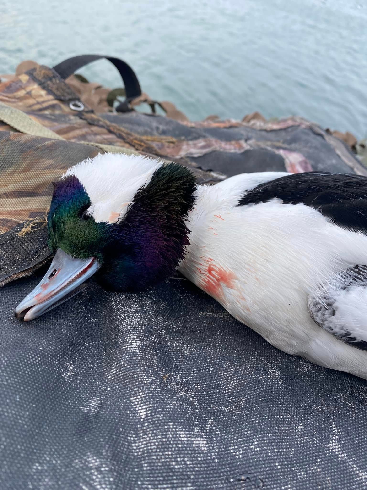 Premier Ohio Duck Hunt | All Skill Levels