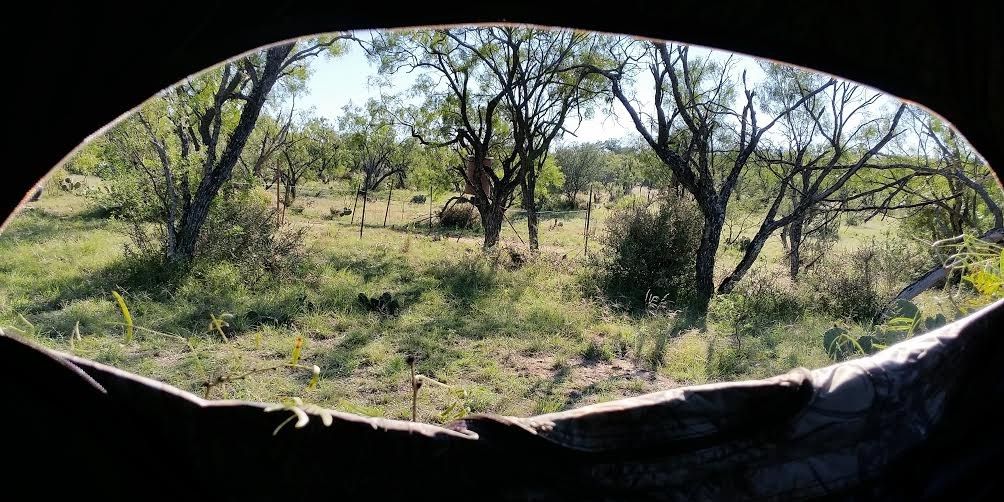 Renowned Blackbuck Hunt at Stonewall Ranch Texas