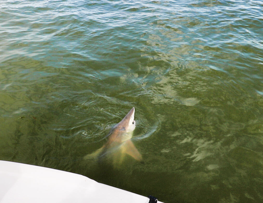 Chum em up charters Fishing Charter Punta Gorda | Private - 6 Hour Shark Trip  fishing Inshore