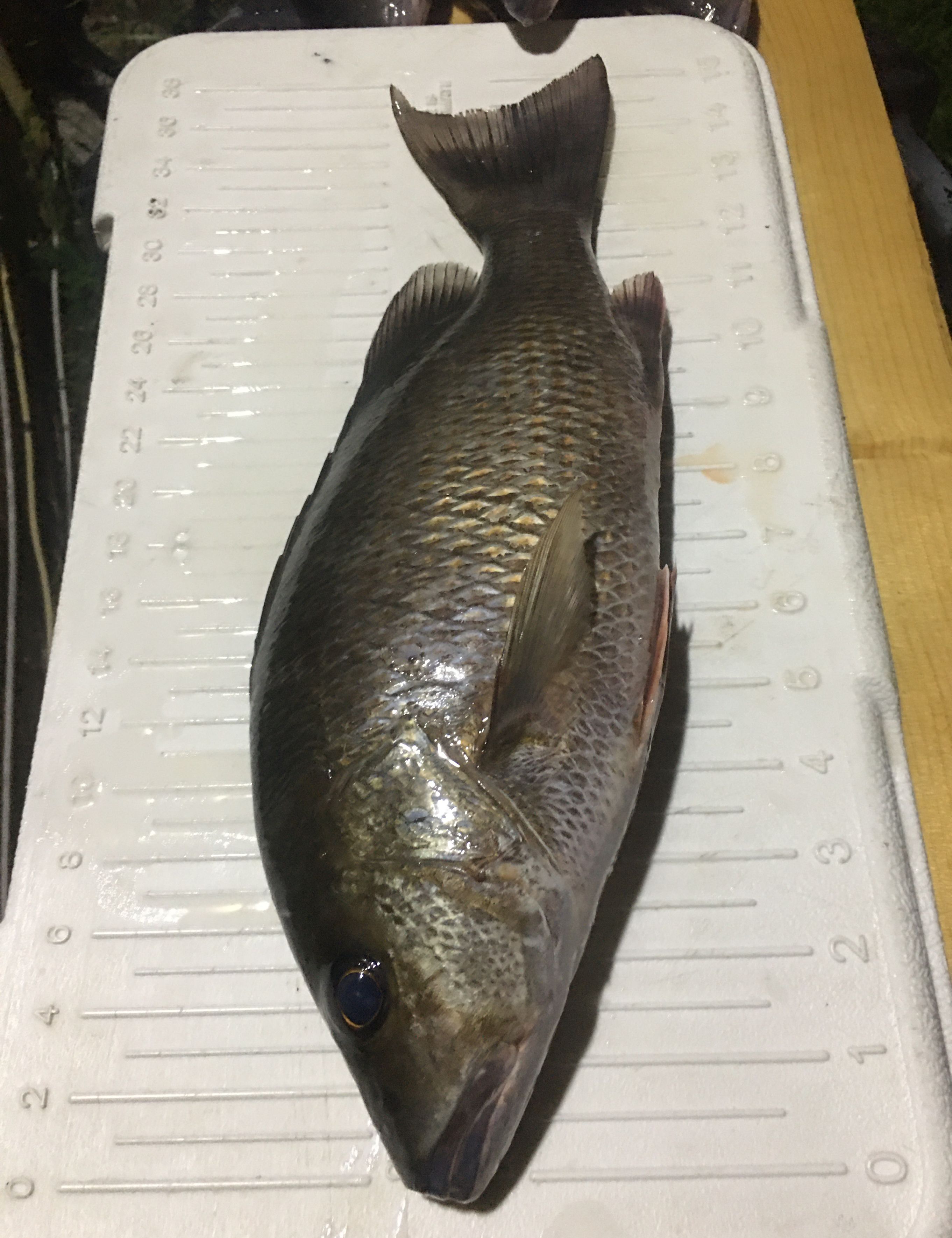 Gray Snapper Caught in Everglades, FL