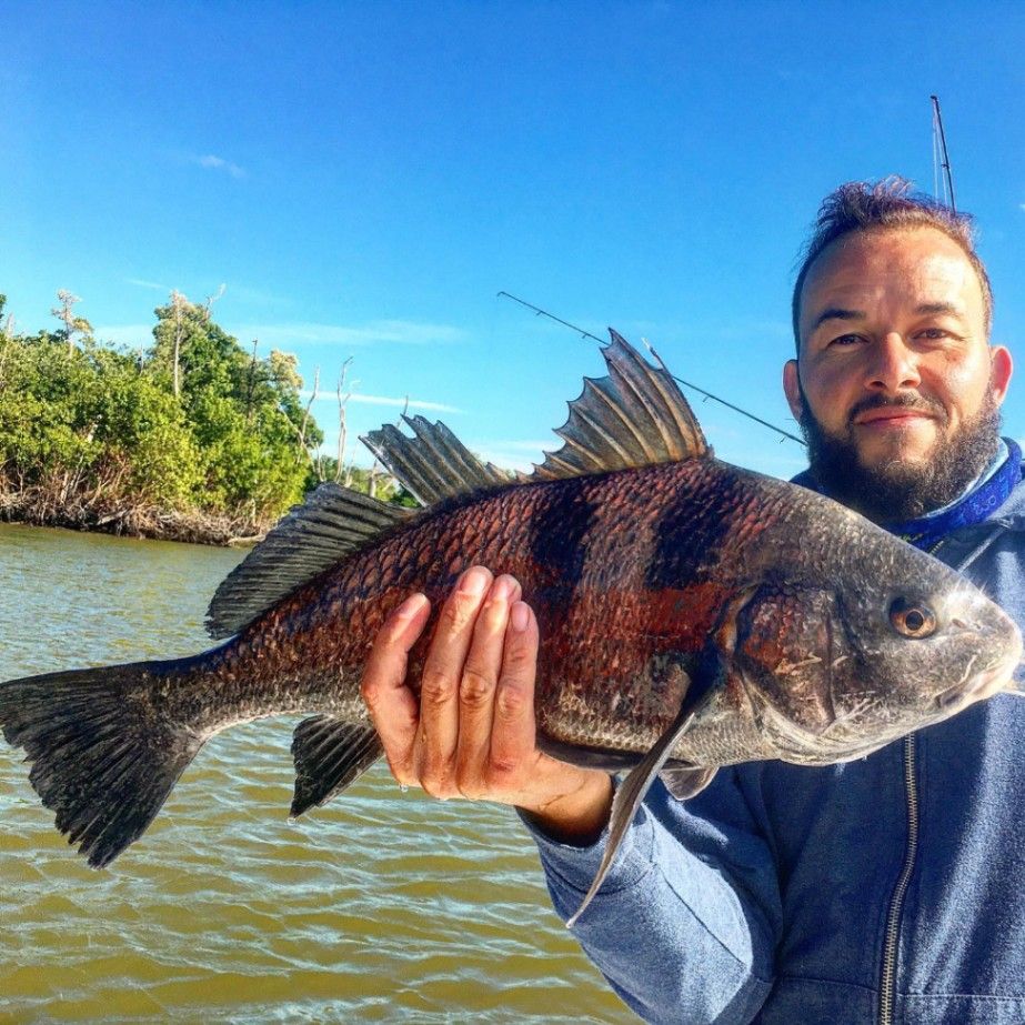 Nice Everglades Fish, Black Drum Fishing