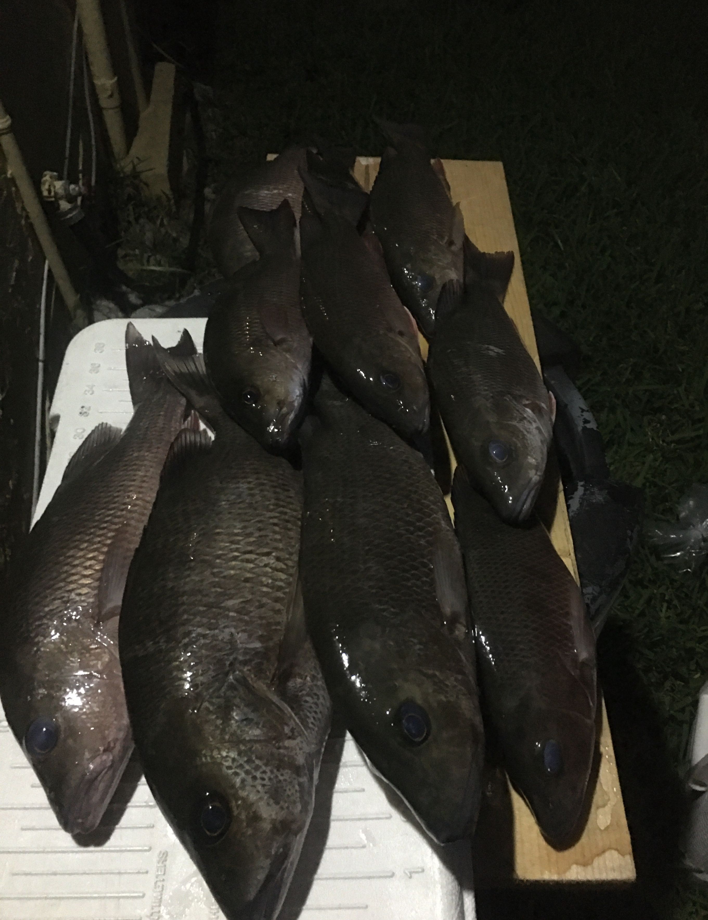 Successful Snapper Fishing in Everglades, FL