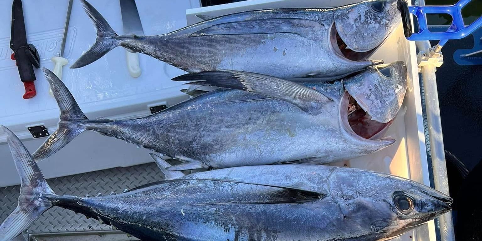 Top-Rated 12 HR Tuna Fishing Trip in California