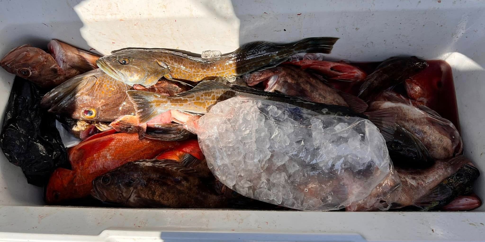 Elite SF Bay Rockfish Trip with NorCal Traditions