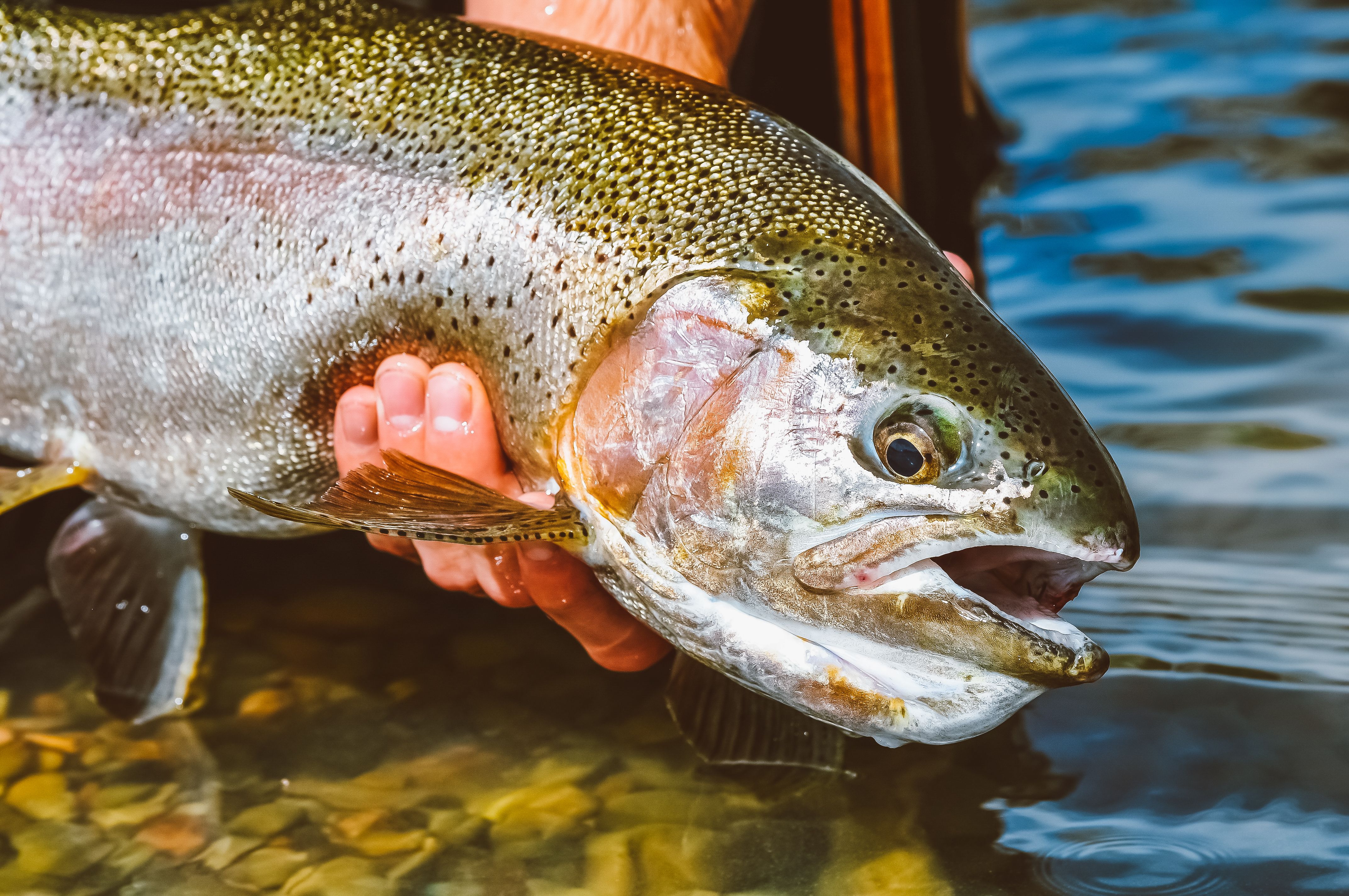 Trout Fishing fishing report coverpicture