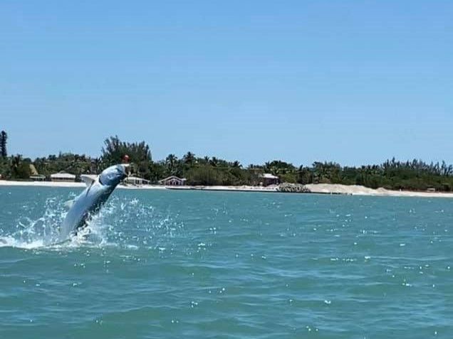Fish On Adventure Charters Fishing Charters In Cape Coral Florida fishing Inshore