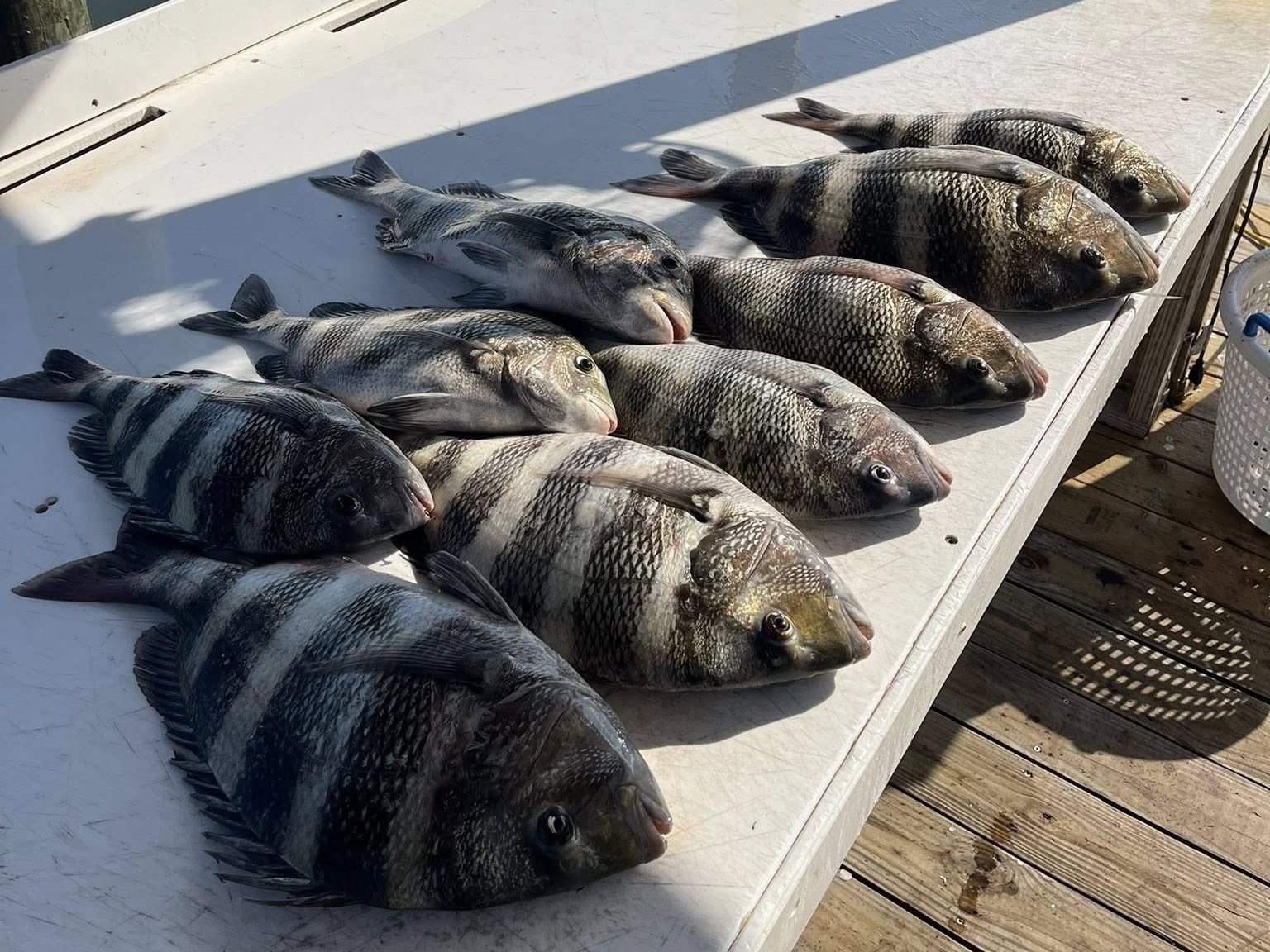 Gulf Shores Inshore Fishing Southern Charters