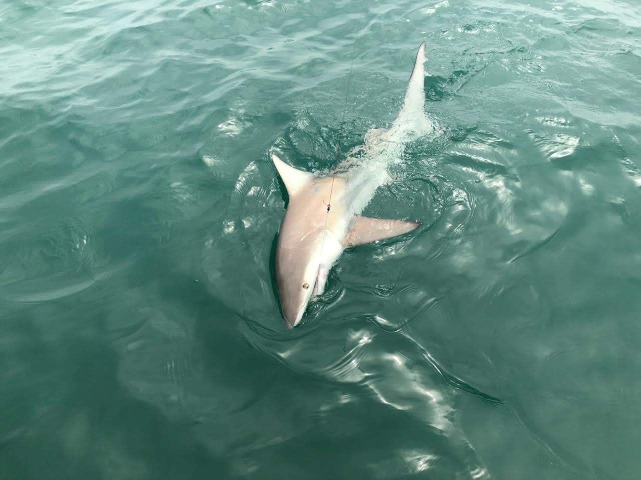 Captain Ted Nesti Fishing Charters Fishing Charter in St Petersburg FL | Half Day Morning Shark Fishing Trip  fishing Inshore