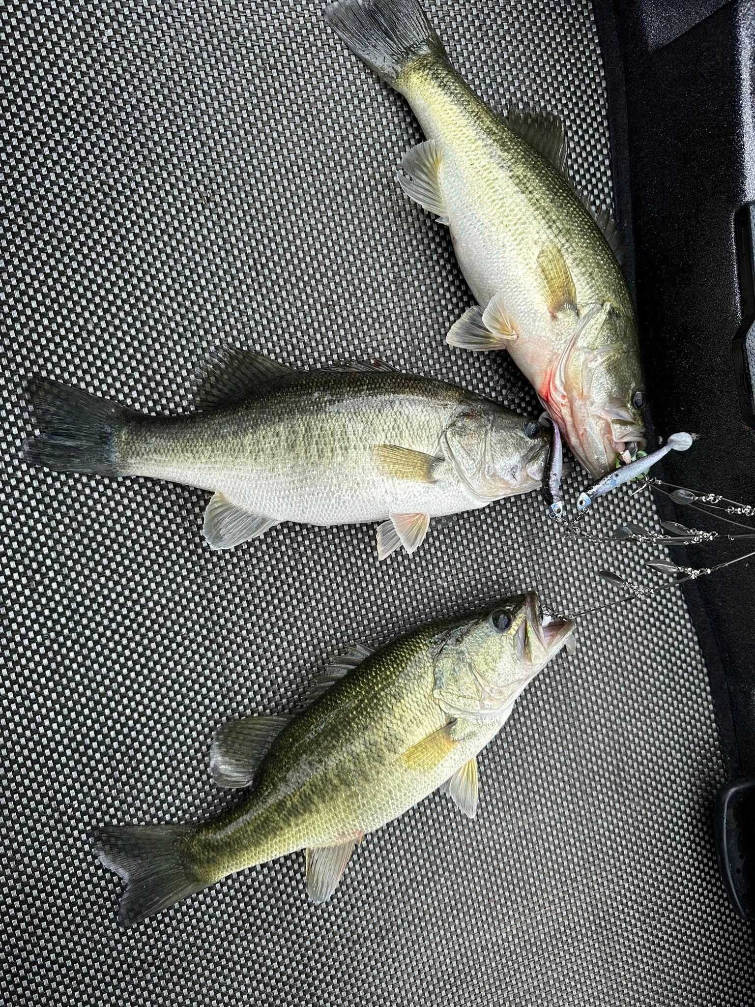 Sam Rayburn Morning Bass Trip with Caden Williamson