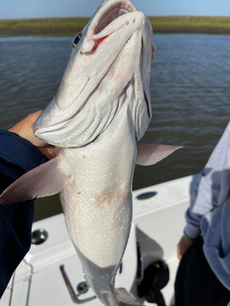 LA Fishing for Redfish