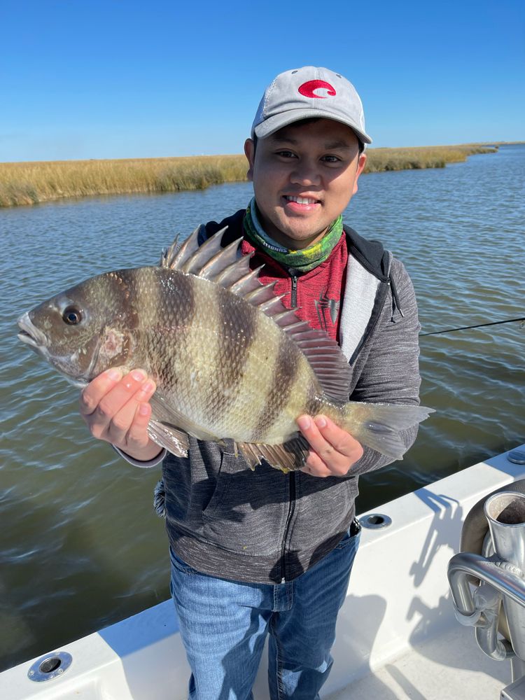 Sheepshead caught in New Orleans waters