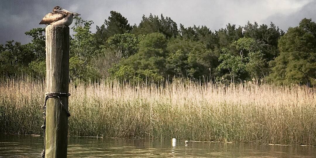 World-Class 2 HR Apalachicola River Tour