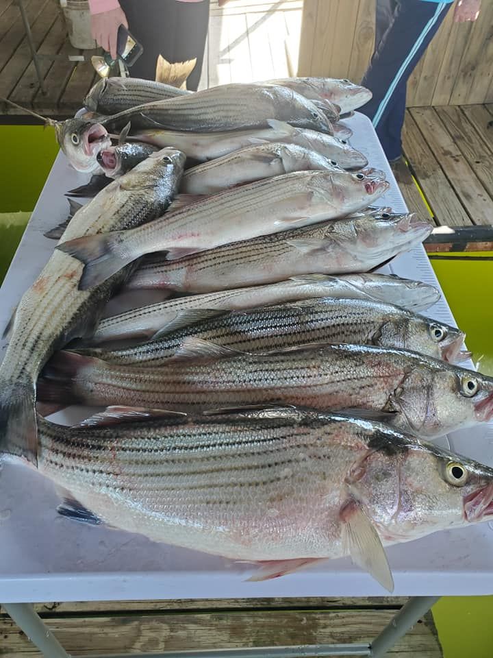 Expert-Guided Striped Bass Fishing on Lake Texoma