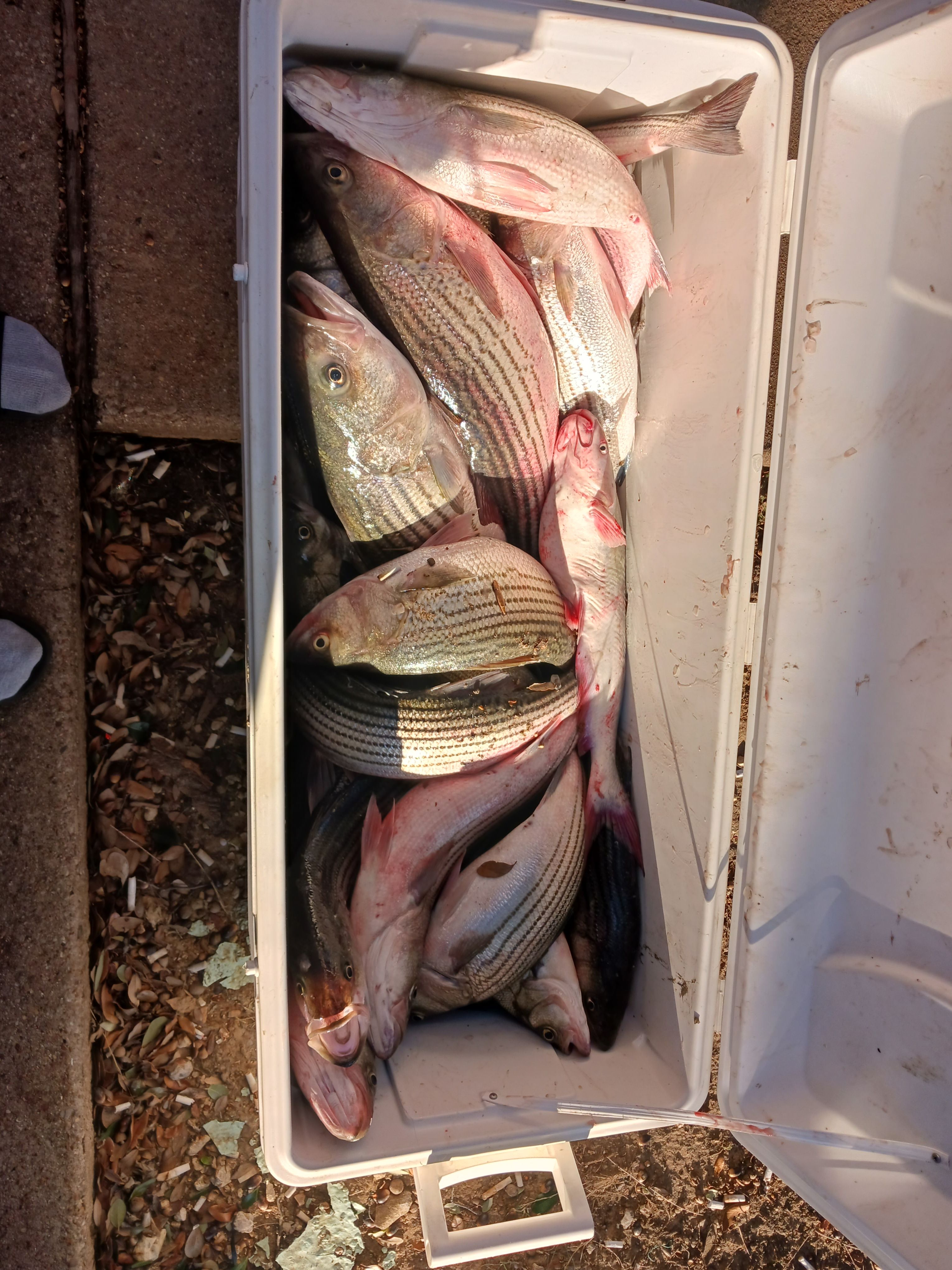 CHOKE EM Guide Service Bass Fishing Guides in Texas | Striper Fishing Trip for 2-3 People fishing Lake