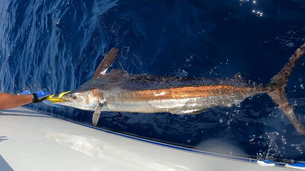 Up Above Adventures 8 Hour Yacht Charter - Galveston, Texas fishing Offshore
