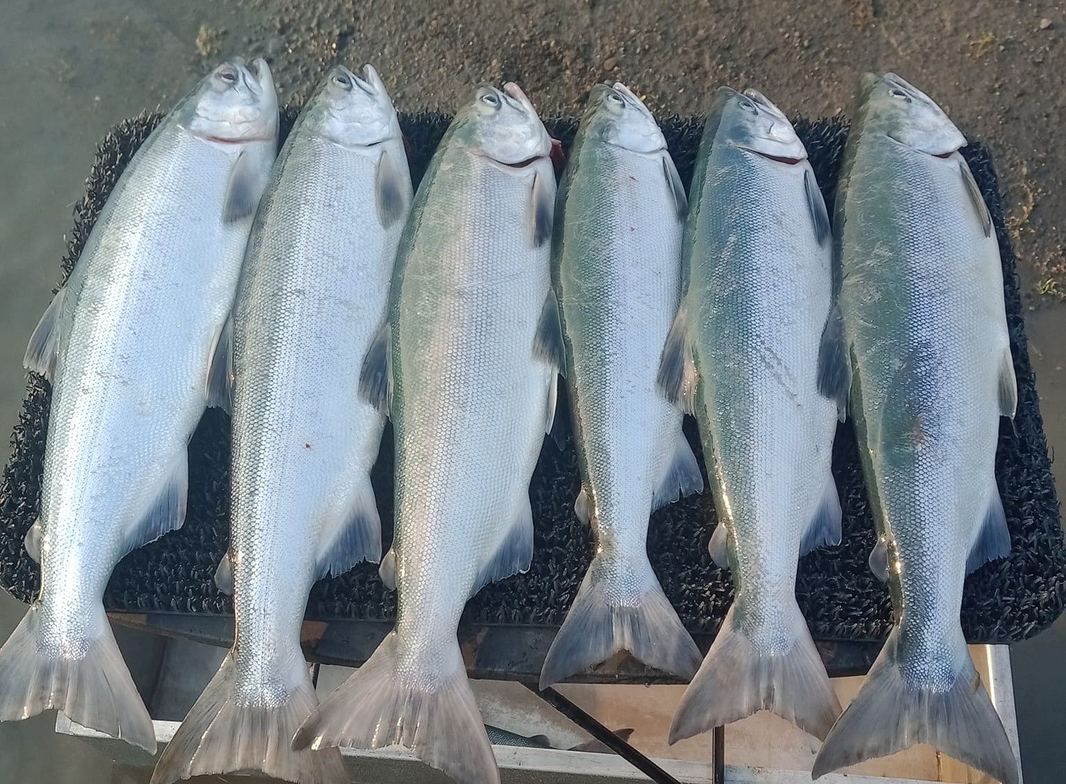 All Time Fishing Kenai Fishing - Red Salmon fishing River