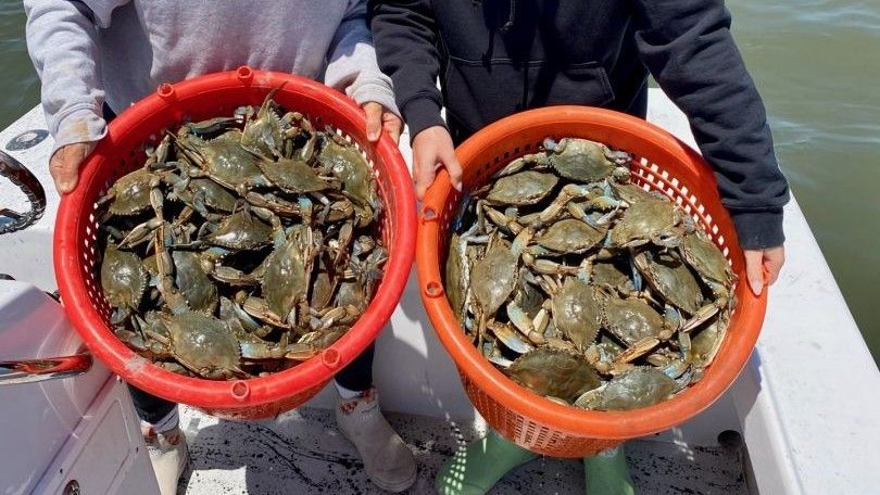 Crab Burner Charters Crab Season in Delaware | Crabbing Trip fishing Inshore