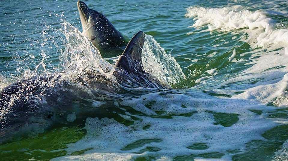 Reel1Up Fish & Dive Charters The Ultimate Dolphin Delight: Voted #1 Dolphin Encounter Tours in Bonita Springs, FL fishing Inshore