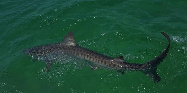 Reel Passion Charters Fishing Charter Florida | Shark Fishing Trip fishing Inshore