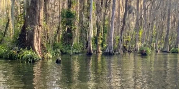 Aquatic Tour and Guide of Florida Boat Rides Orlando | Dora Canal Boat Tour fishing BackCountry