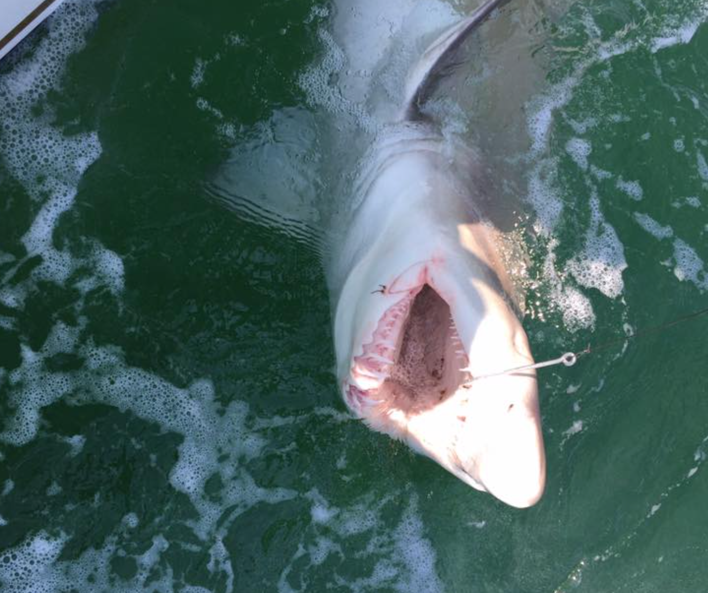 Reel Naughty Sportfishing Fishing Charter Ocean City MD | Private - 8 Hour Shark Trip fishing Offshore