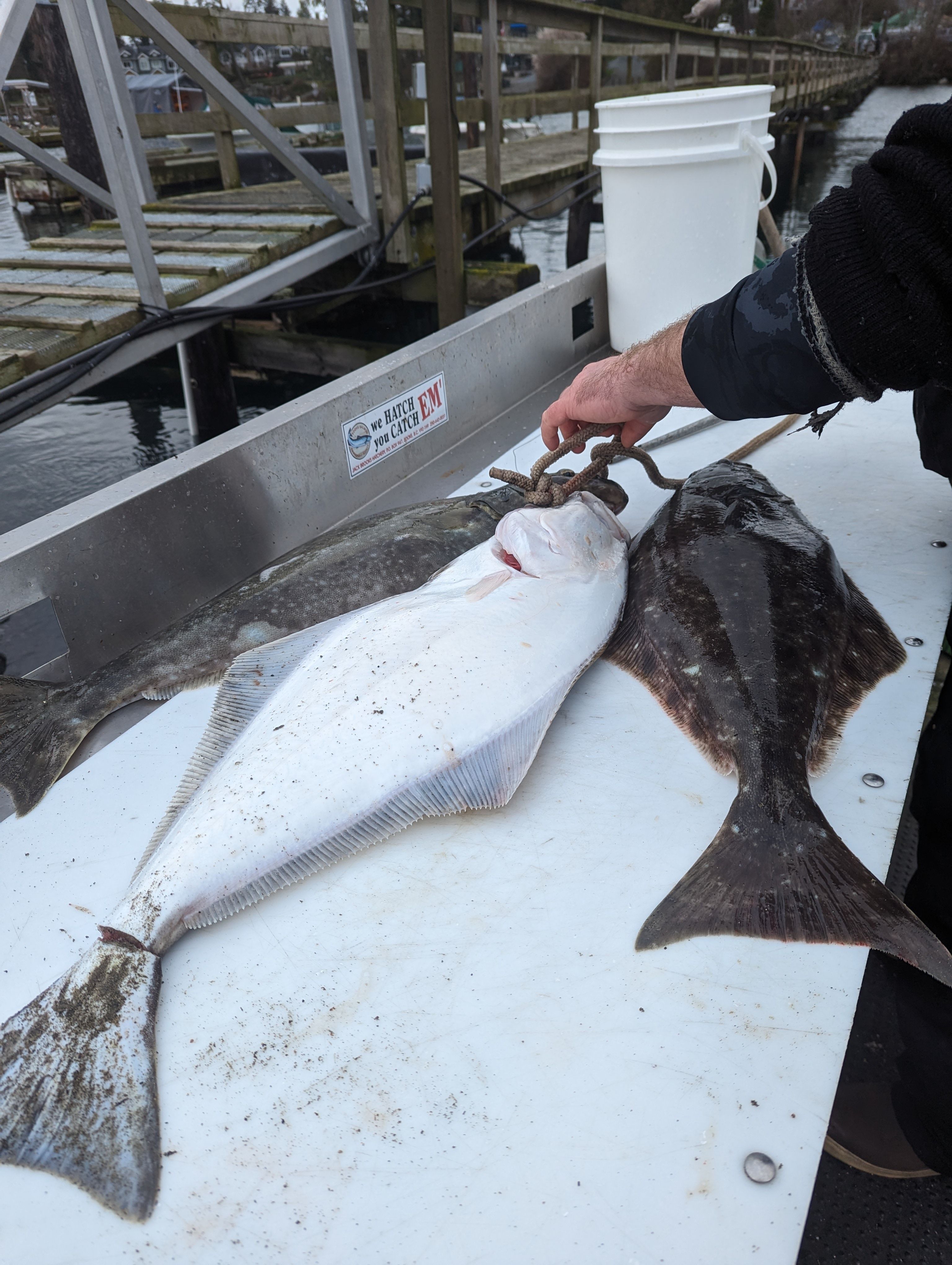 Full Melt Charters Halibut Fishing Vancouver Island  | Full Day Trip – Halibut fishing Offshore