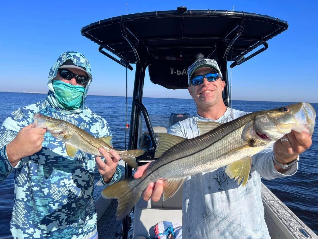 Snook Season in Tampa Bay fishing report coverpicture