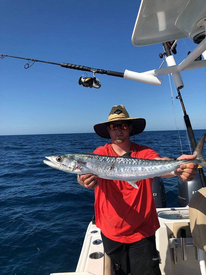 Great Barracuda from Gulf of Mexico, FL
