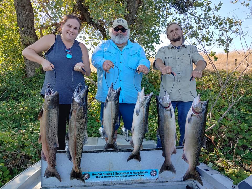 Salmon in Sacramento River