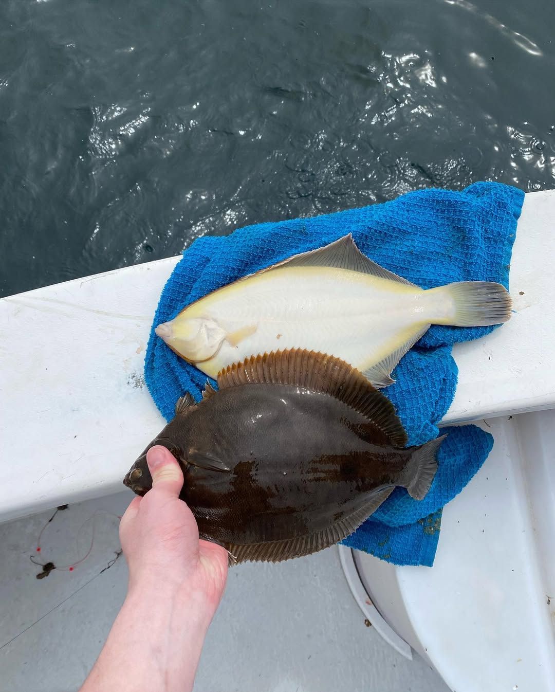 Expert-Guided Winter Flounder Fishing on Cape Cod Bay