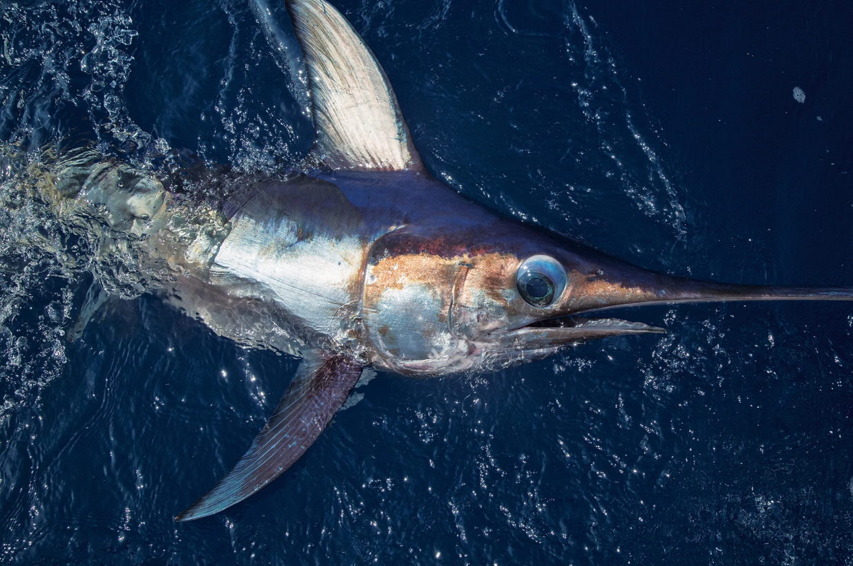 Happy Snapper Sportfishing Fishing Charters Florida fishing Offshore