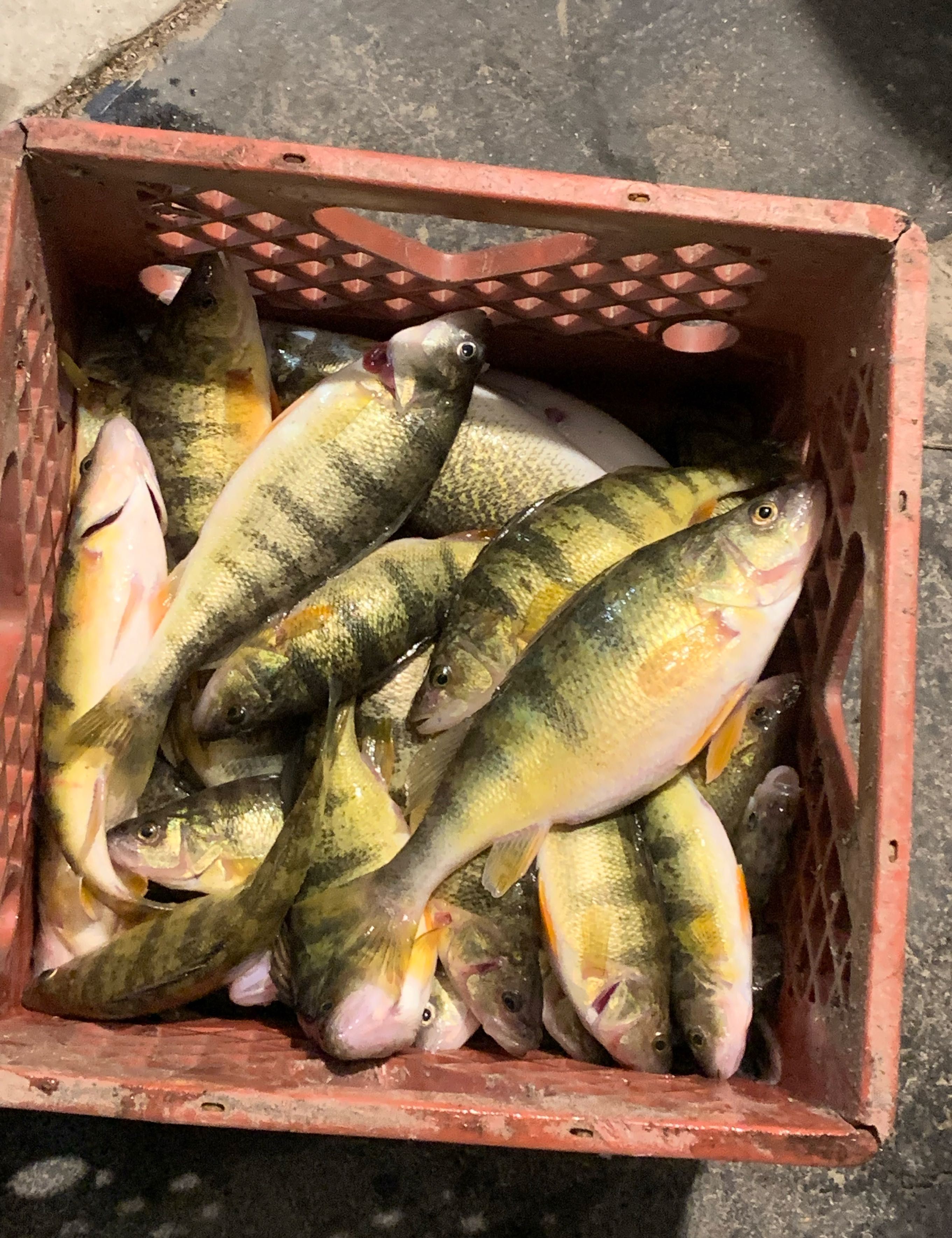 Perch and walleye combo trip  fishing report coverpicture