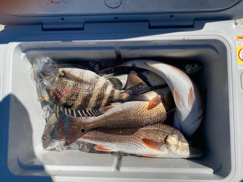 Redfish in Citrus County, Fl