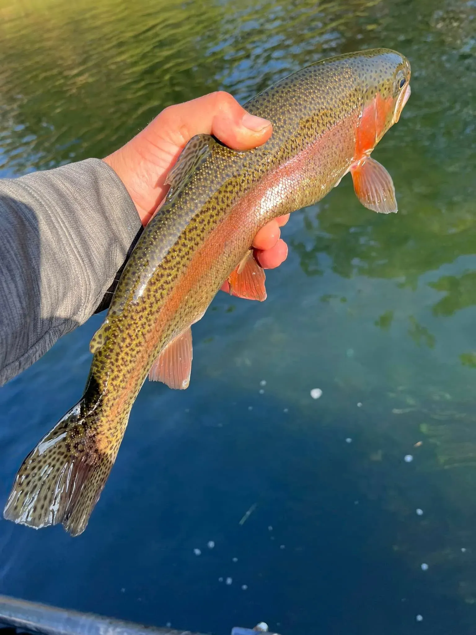 Expert Guided Fly Fishing on White River, Arkansas