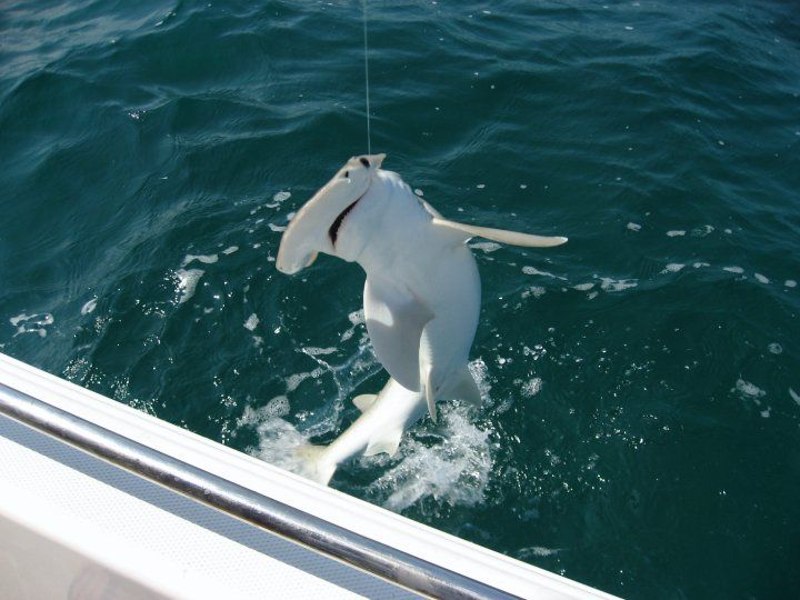 Epic Shark Fishing Charters in New Smyrna Beach