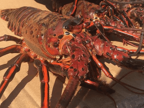 Fin Fetish Sportfishing Lobster Trips fishing Inshore