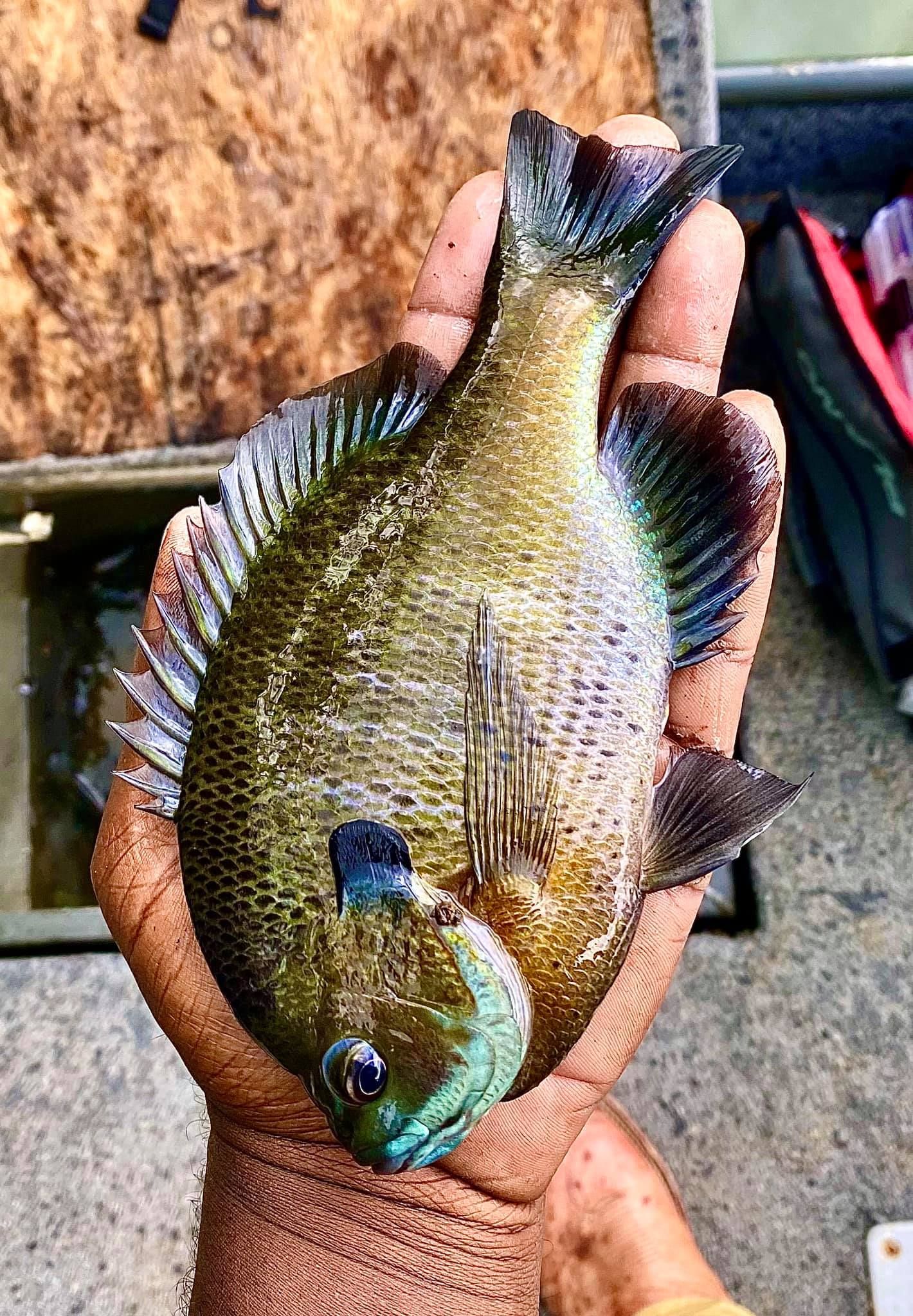 Premier Kentucky Lake Panfish Guided Trip